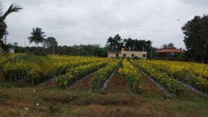 Managed Farm Land Near Bangalore for Sale