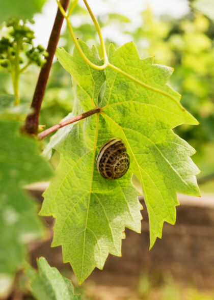 2148573789_1200x1200