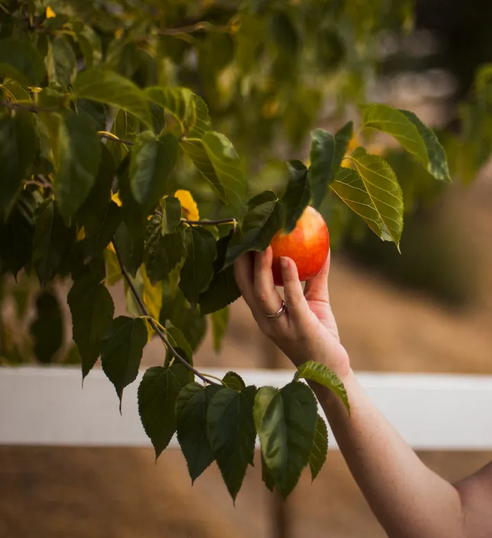 Fruit farm at Anugraha Farms