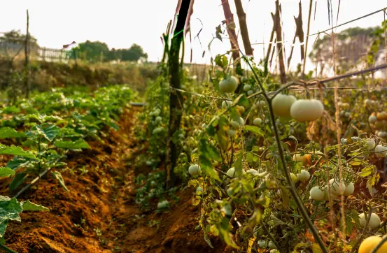 Plantation and irrigation maintenance at Anugraha Farms