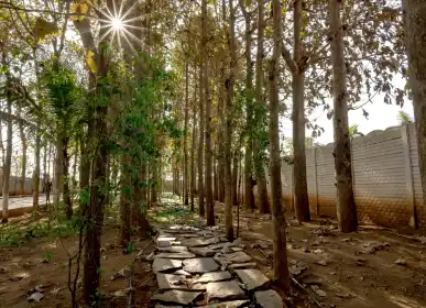 Home Tree-lined pathway inside an Anugraha's project