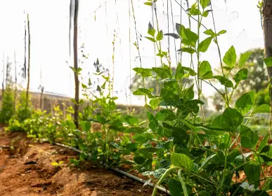 Crops growing on cultivated agriculture land at H2O Farms