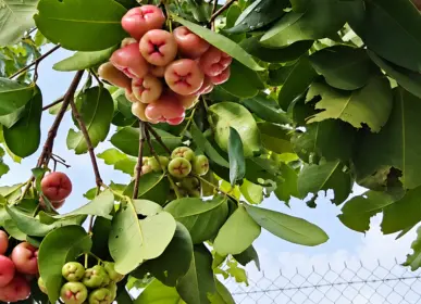 Fruit-bearing plantation growing at Girivanam Farms near Kanakapura