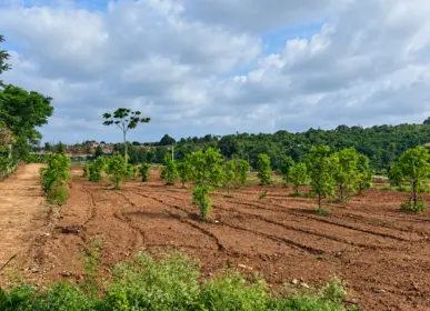 Young plantations growing across the agricultural land at Girivanam Farms