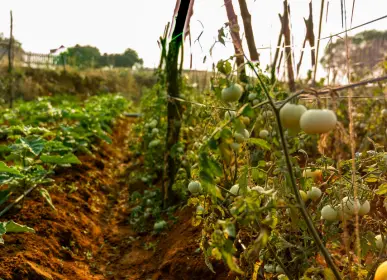 Vegetable crops growing on cultivated land at H2O Farms