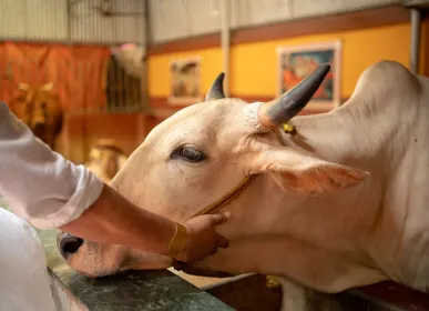 Cattle at the goshala within H2O Farms