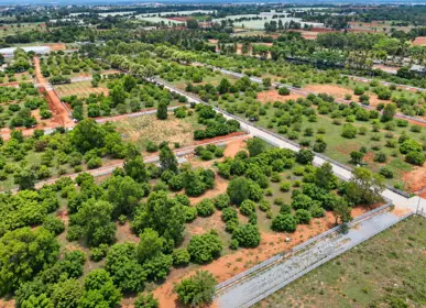 Aerial view of established mango trees and internal farm roads at H2O Farms