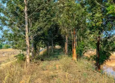 h2o farms tree covered landscape.