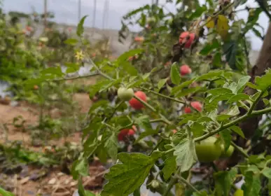 Home Freshly harvested tomato crop at farm plot