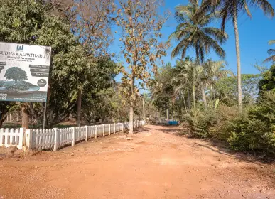 Tree-lined approach road leading into Vasudha Kalpatharu