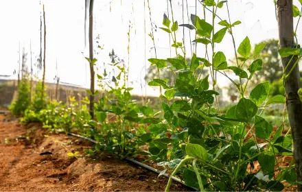 sangam farms crop cultivation.