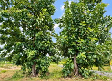 Mature trees within the Sangam Farms community