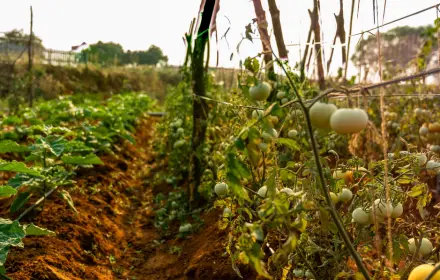 sangam farms tomato cultivation.