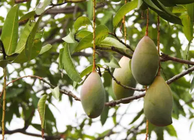 Mangoes growing on an established tree at Sanskriti Farms