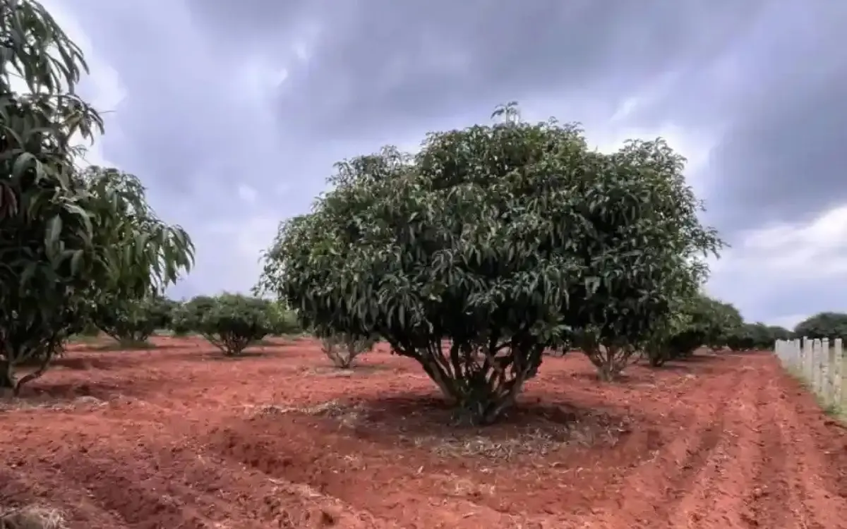 Mango orchard at Sanskriti Farms in Choodasandiram near Thally