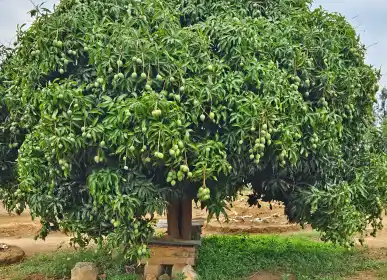 sanskriti farms mature mango tree.