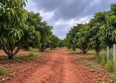 path running through the mango orchard at Sanskriti Farms