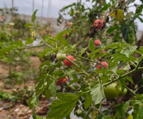 tomato harvest at agriculture land.webp