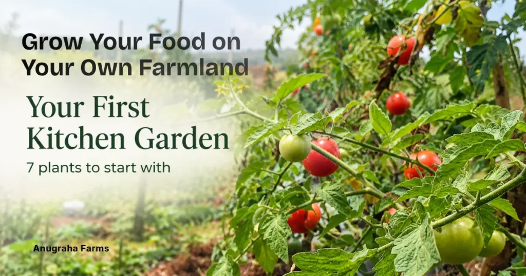 Best Plants for a Beginner’s Farm Kitchen Garden Tomato plants growing in a kitchen garden on a farm plot.