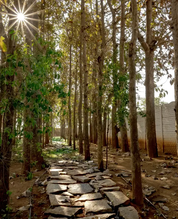 farmland tree lined path.